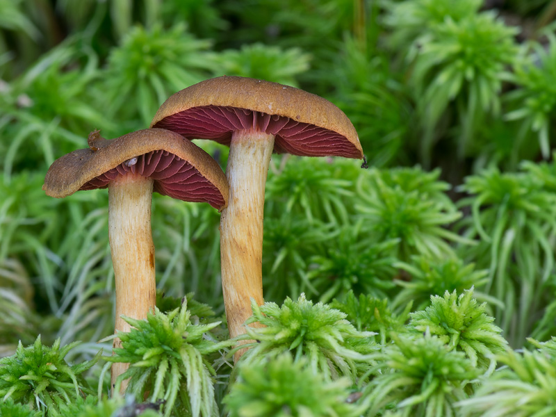 Cortinarius semisanguineus